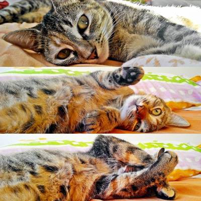 SUGAR Y SORI.